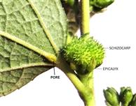   Pore on midnerve